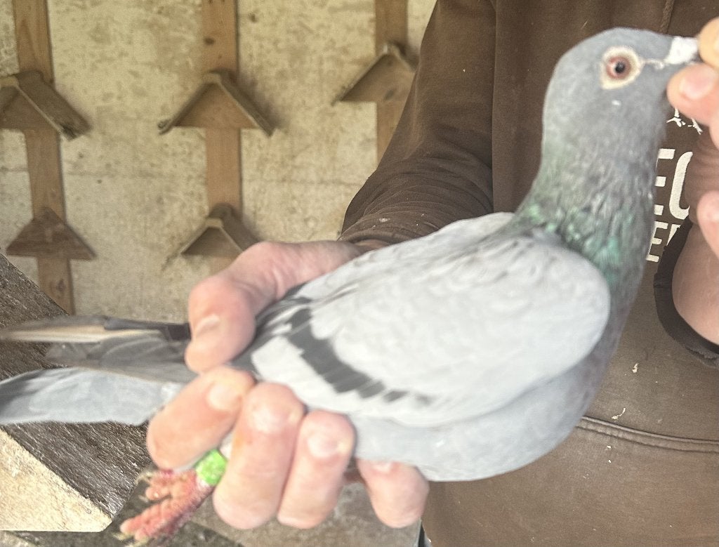 Bewezen kweekduiven, Femelle, Pigeon voyageur