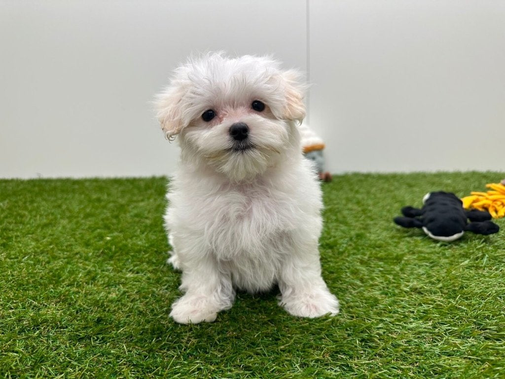 Chiots Bichon Maltais - petite taille, Animaux & Accessoires, Chiens | Chihuahuas & Chiens de compagnie, Maladie de Carré (chiens)