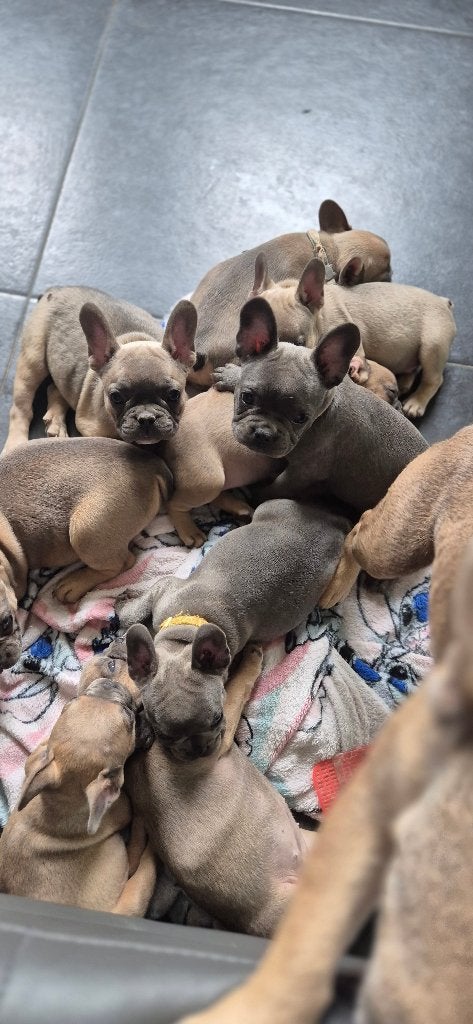 Boubou, Enlèvement, Comme neuf