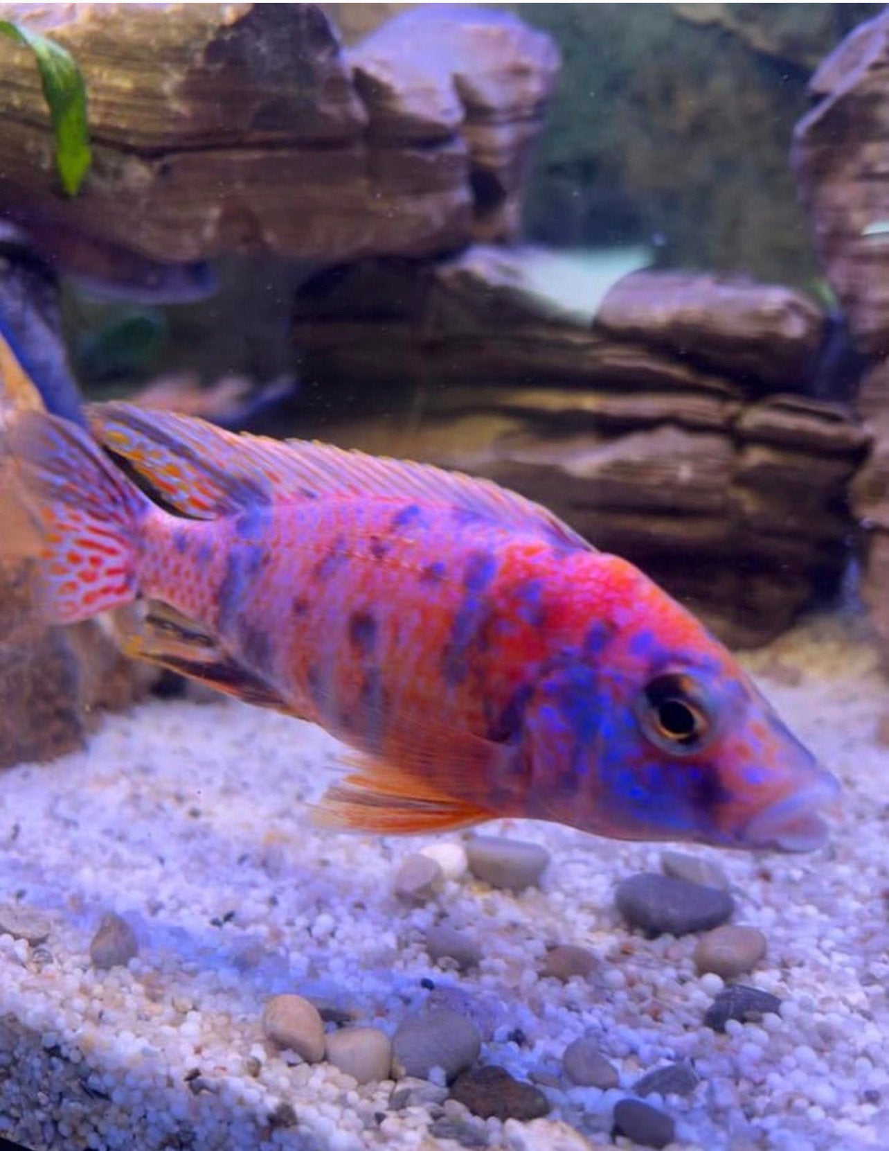 Aulonocara Multicolor OB Peacock Red Jonge Cichliden
