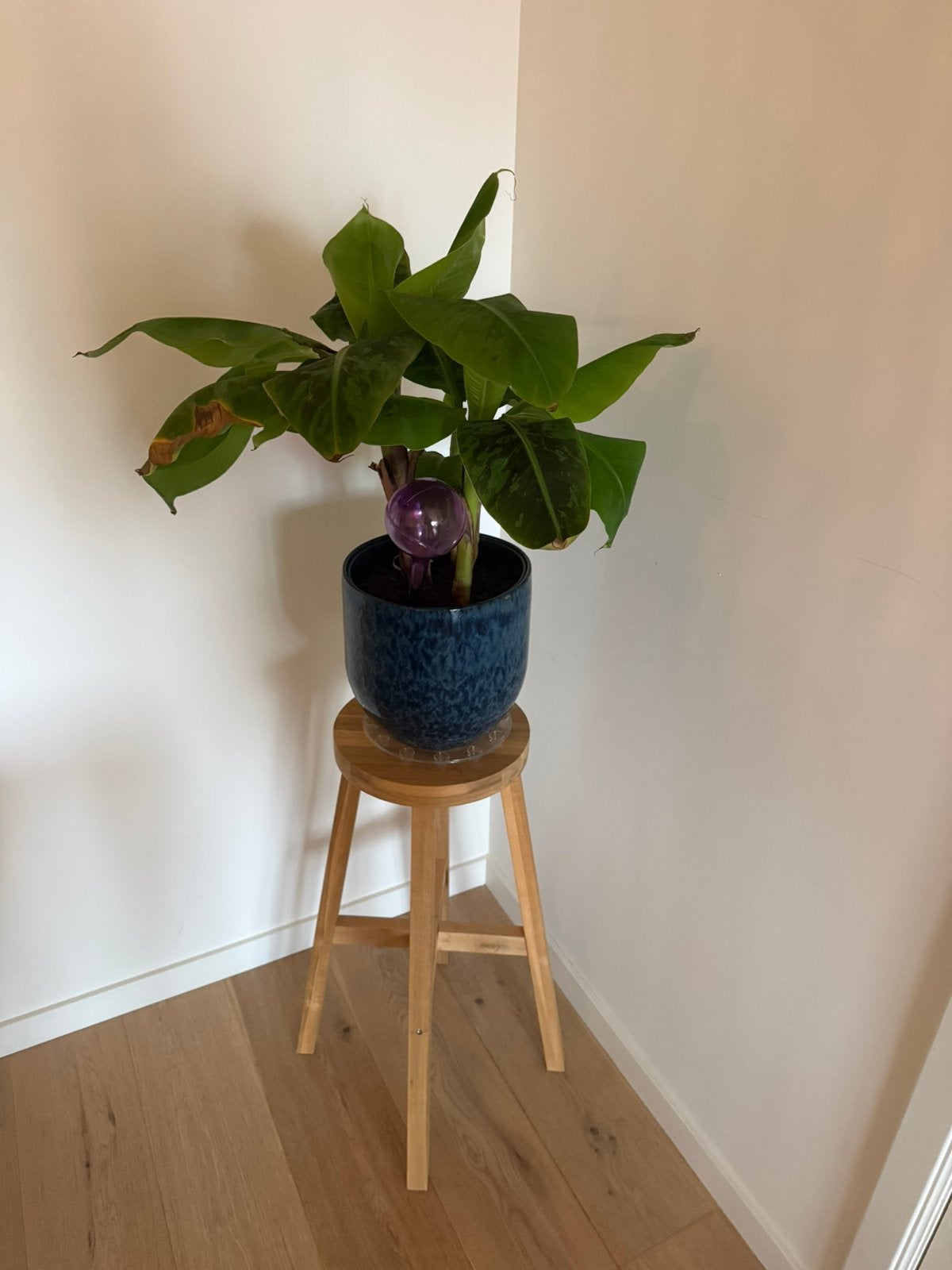 Bananenplant, Tuin en Terras, Ophalen