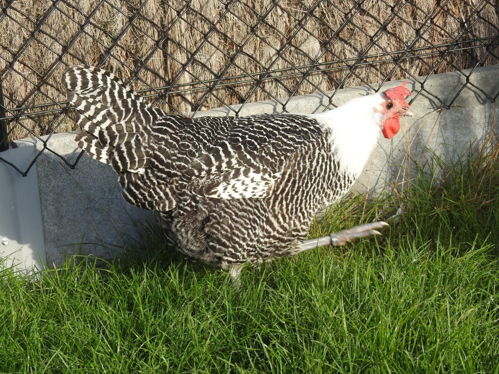 zilverbrakel hen 26, Dieren en Toebehoren, Vrouwelijk, Kip