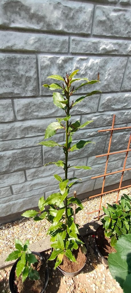 Laurel, Jardin & Terrasse, Enlèvement, Laurier, Arbuste, Moins de 100 cm