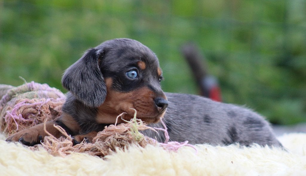 Teckel pups Merle korthaar, Dieren en Toebehoren, Honden | Teckels en Dashonden, België, Reu, CDV (hondenziekte), 8 tot 15 weken