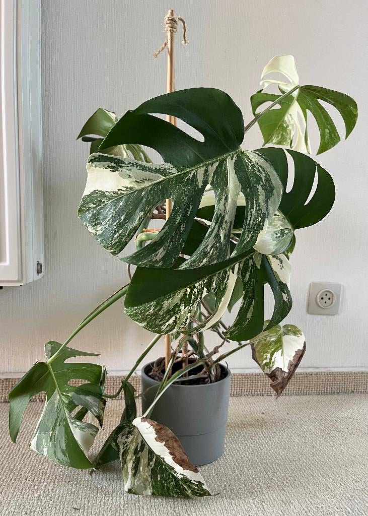 Monstera Variegata, Ophalen, Overige soorten, Halfschaduw, In pot