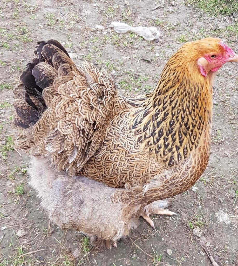 brahma goudpatrijs broedeieren