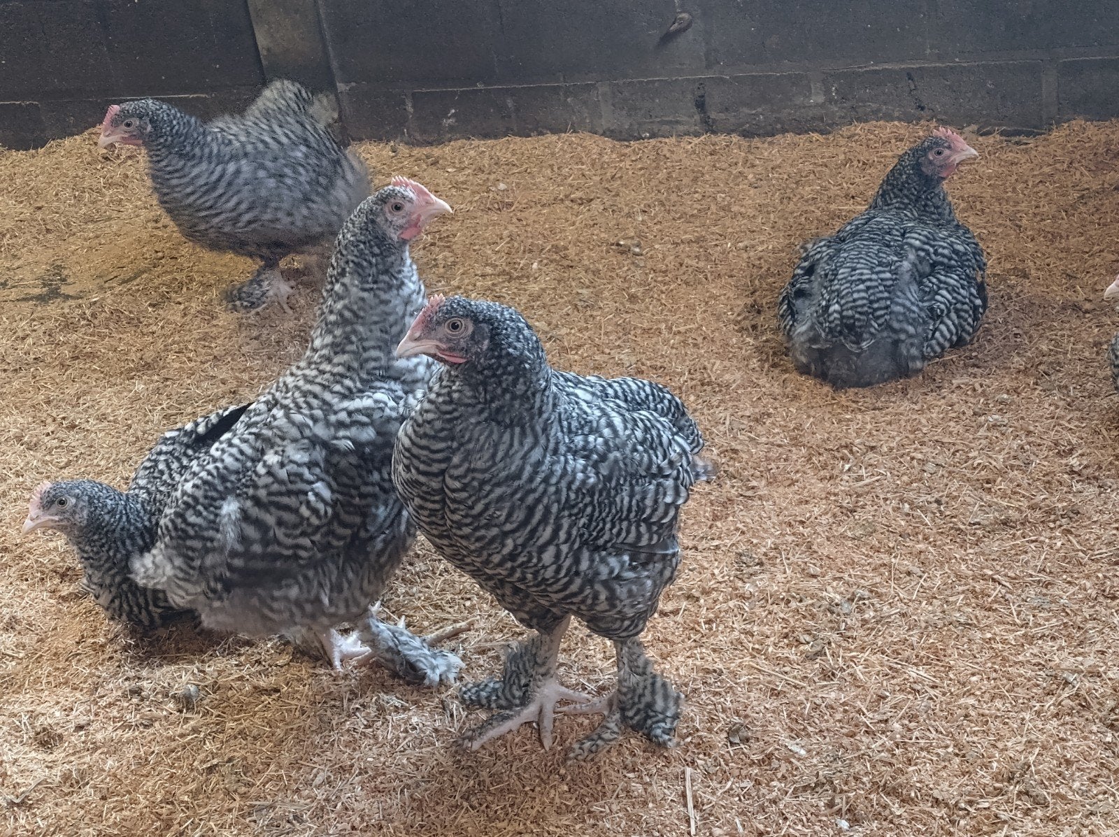 Mechelse koekoek hanen, Dieren en Toebehoren, Pluimvee, Mannelijk, Kip