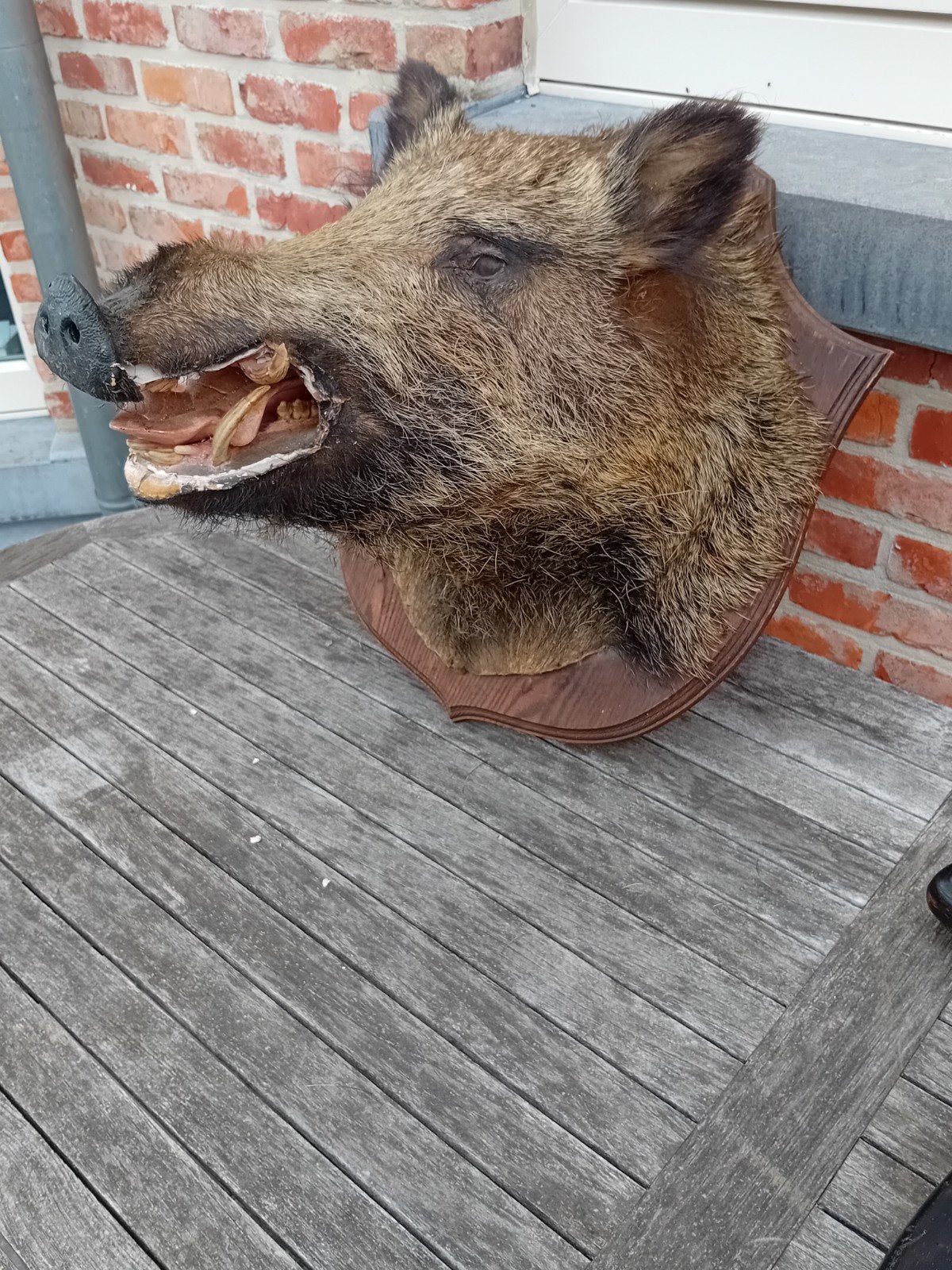 opgezette everzwijnenhoofd, Verzamelen, Ophalen, Gebruikt, Wild dier, Gewei of Kop