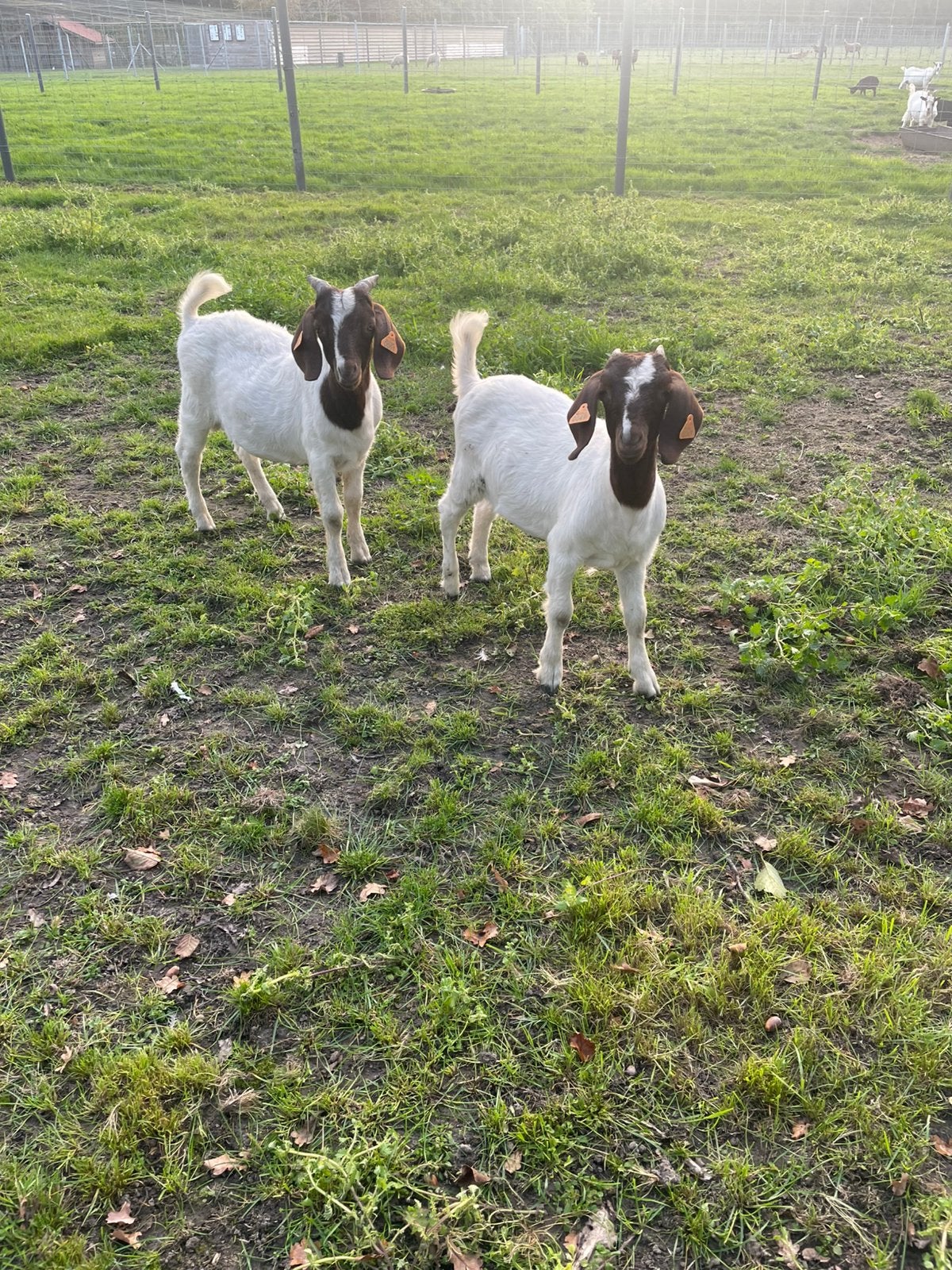 Boeregeitjes, Plusieurs animaux, Chèvre, 0 à 2 ans