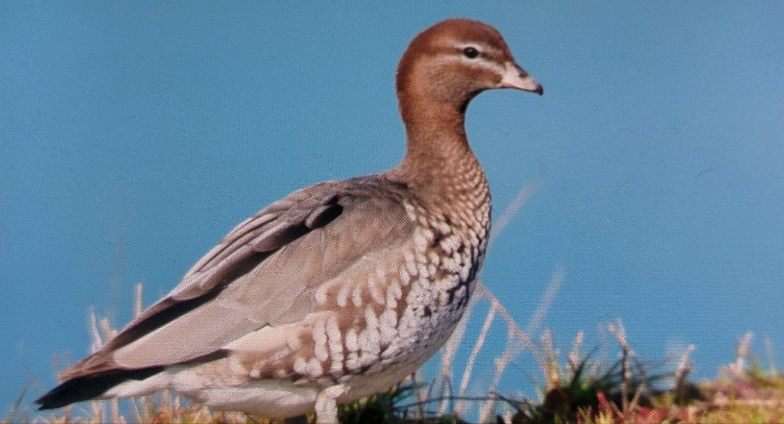 ganzen- sierganzen -eenden