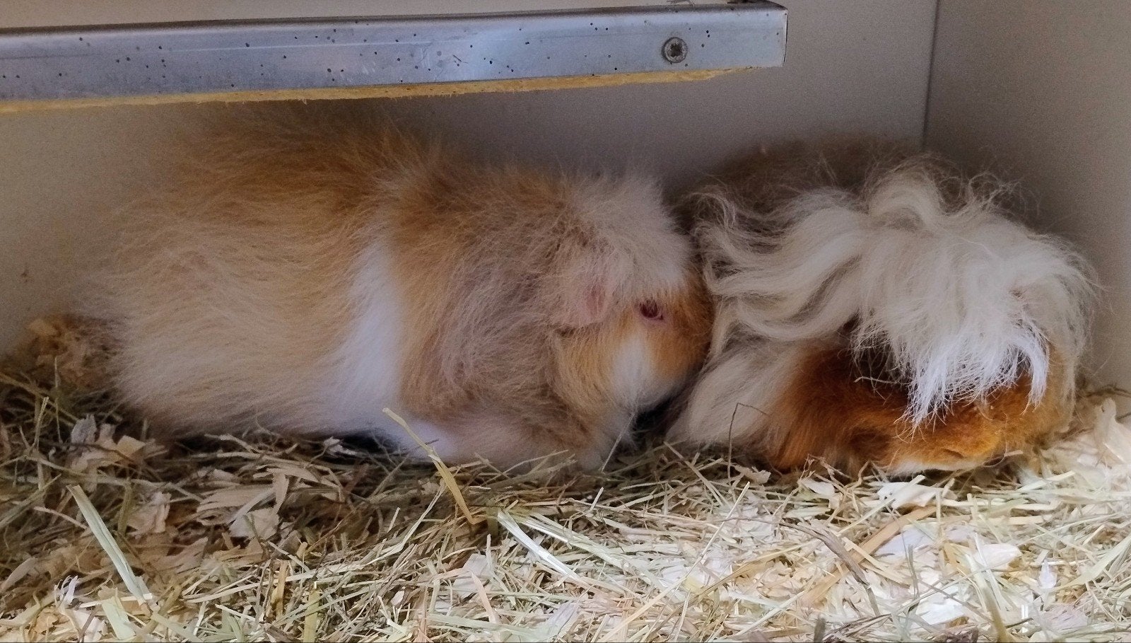 2 cavia beertjes, Mâle, Domestique, Novembre, Cobaye