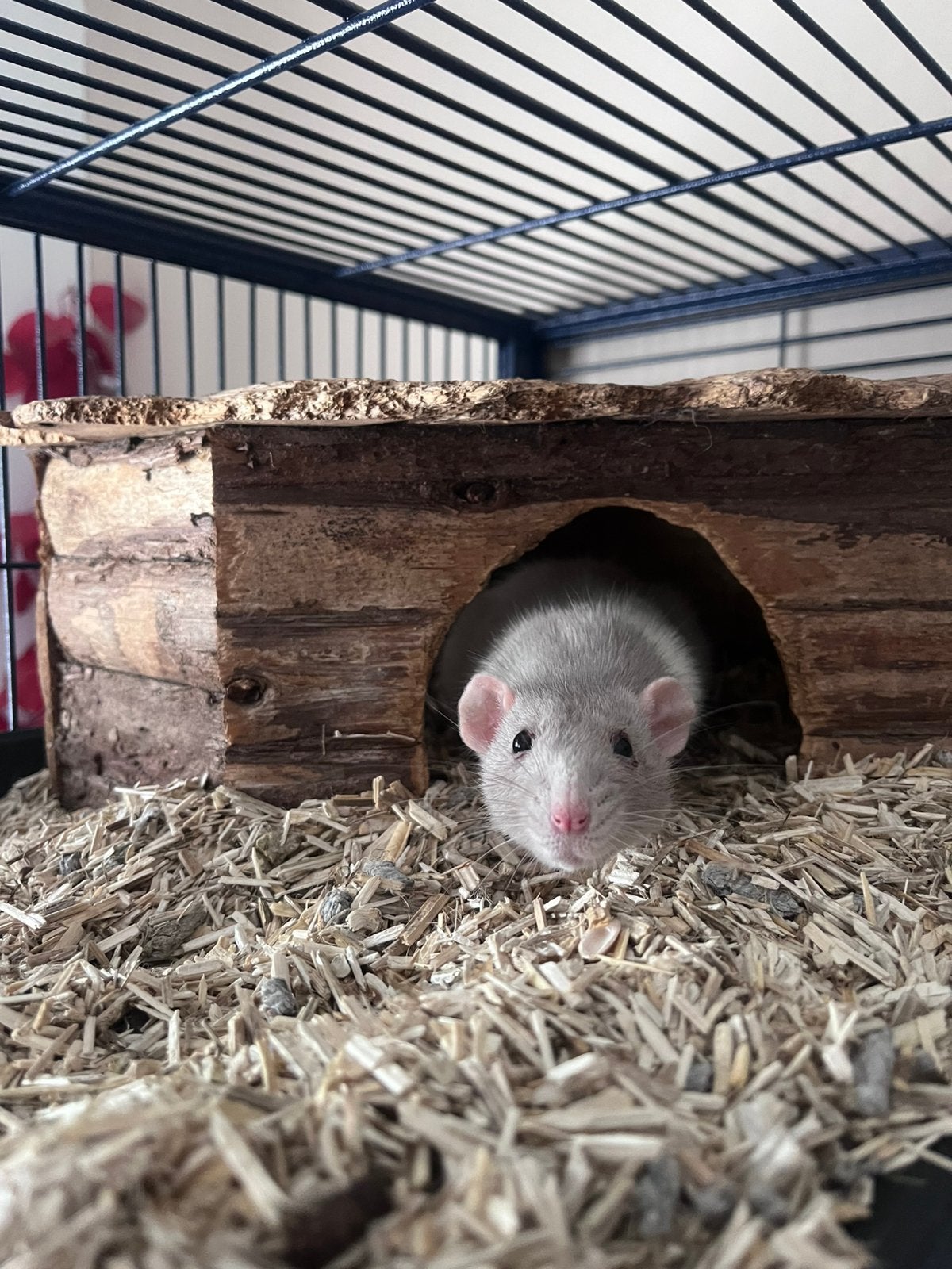 Ratje vrouw, Animaux & Accessoires, Rongeurs, Rat, Mars, Domestique, Femelle
