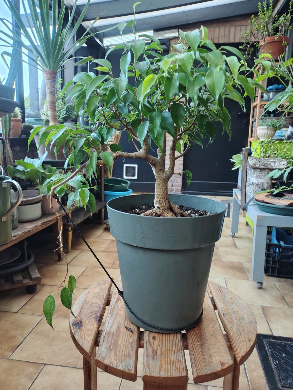 ficus Benjamina bonsai, Ophalen, Volle zon, Minder dan 100 cm