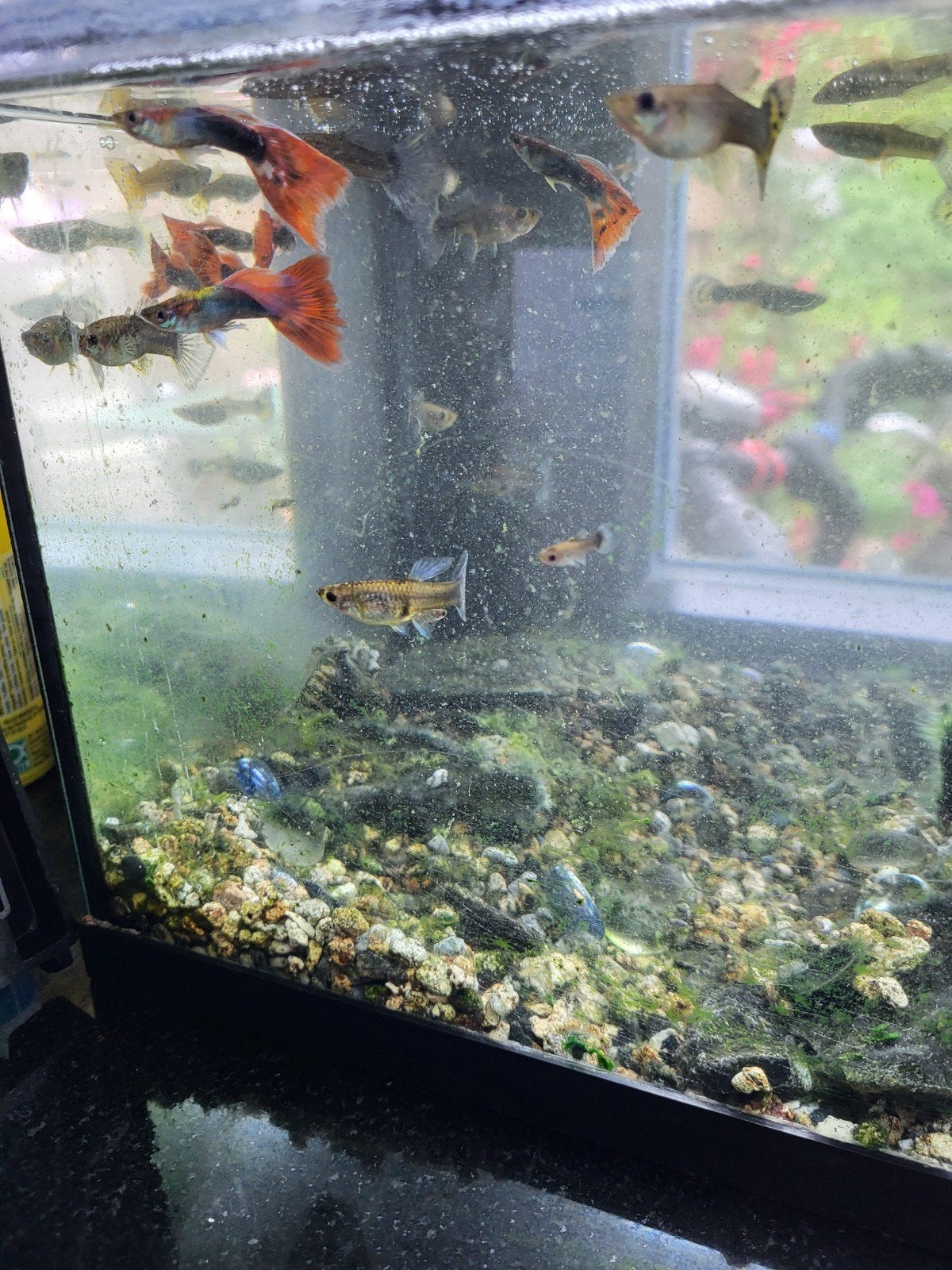 Guppies te geef, Ophalen