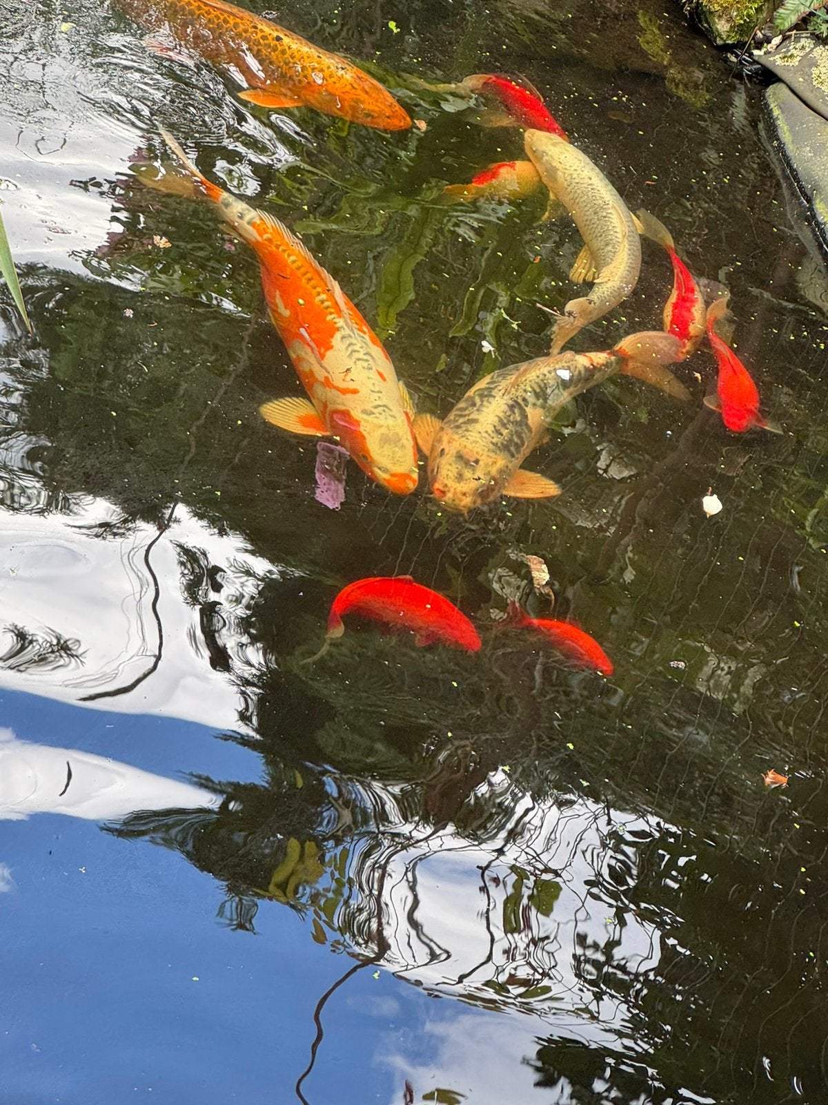 4 Grote Koi 60-70 cm, Goudvis(sen)