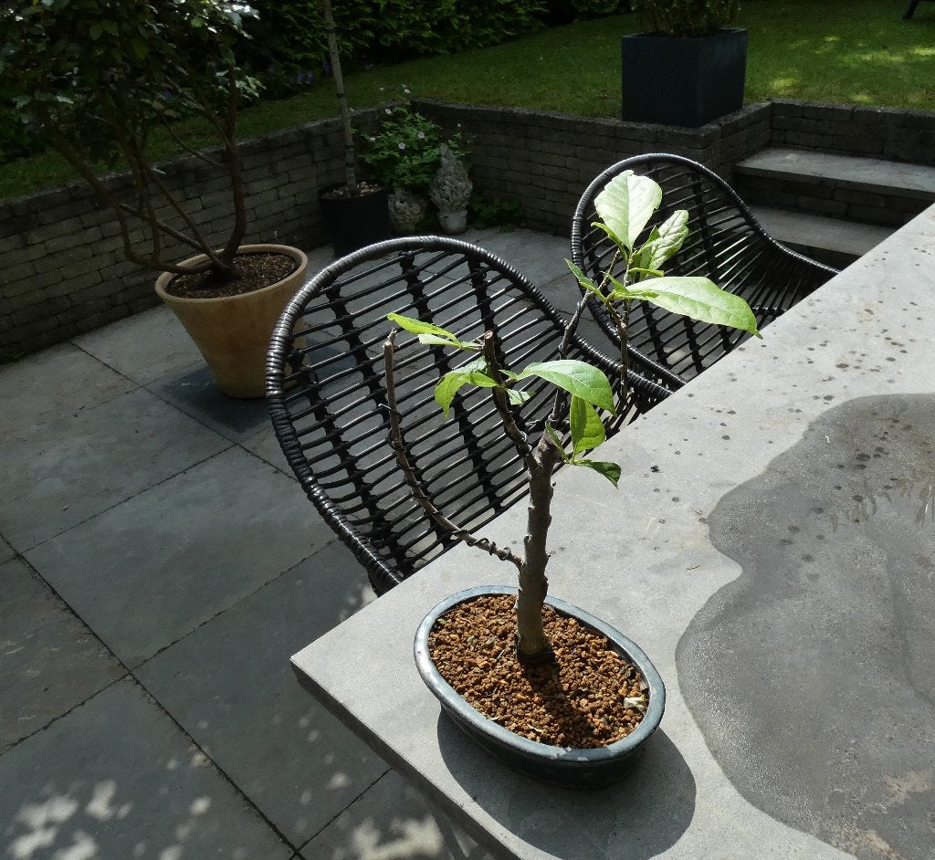Bonsai Magnolia stellata, In pot, Lente, Minder dan 100 cm, Overige soorten