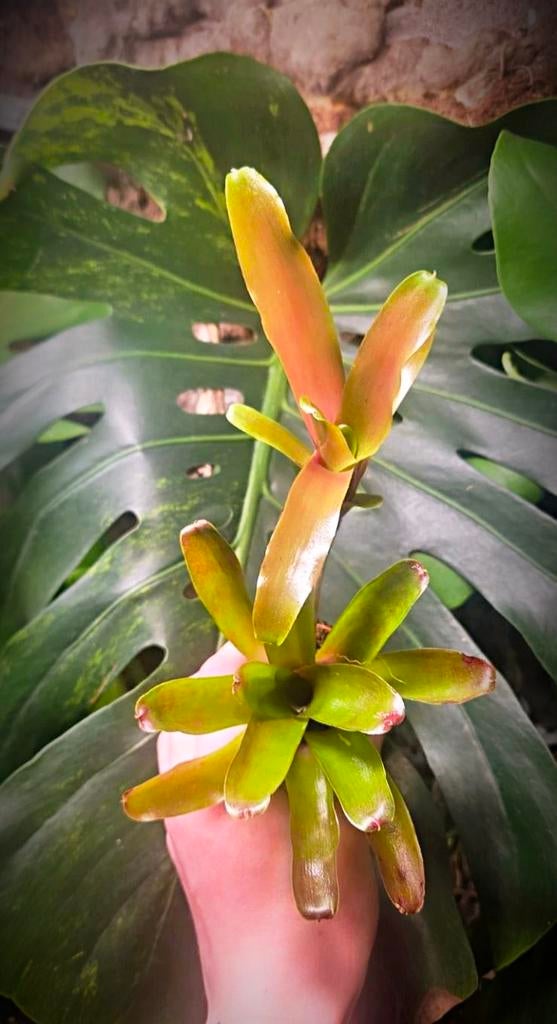 Neoregelia vuurbal, Ophalen