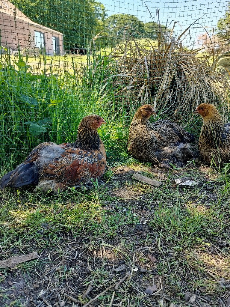 Brahma haan, Dieren en Toebehoren, Pluimvee