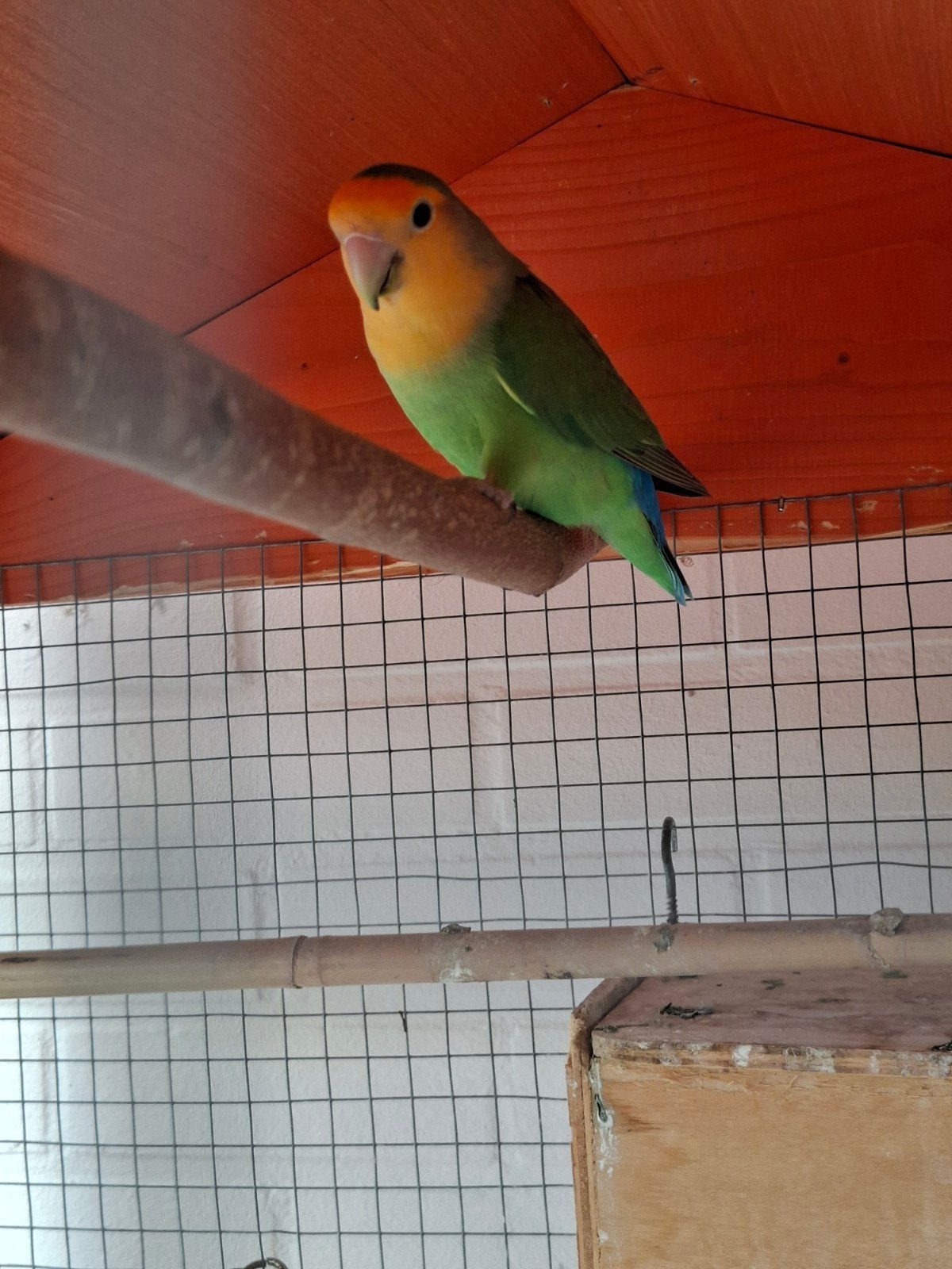 agapornis roseicolli, Femelle, Perroquet nain ou Inséparable