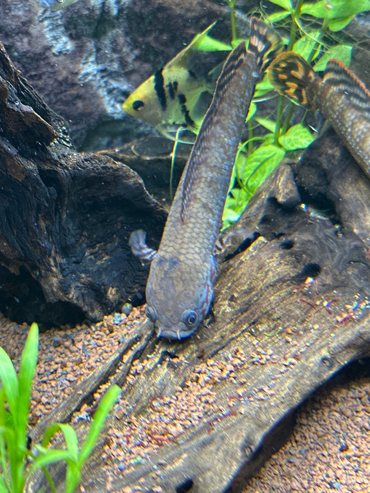 Poisson à tête de serpent Channa Bleheri, Poisson, Poisson d'eau douce