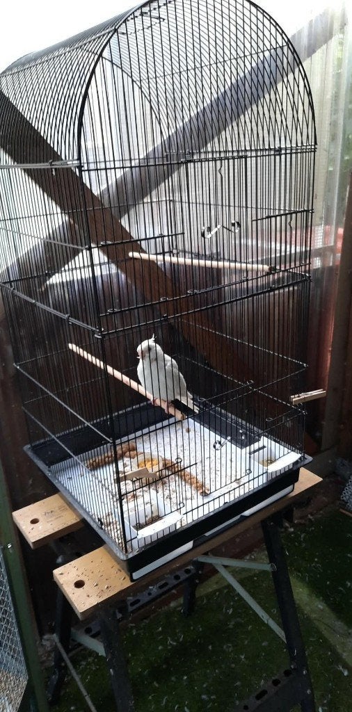 vogels, Perruche