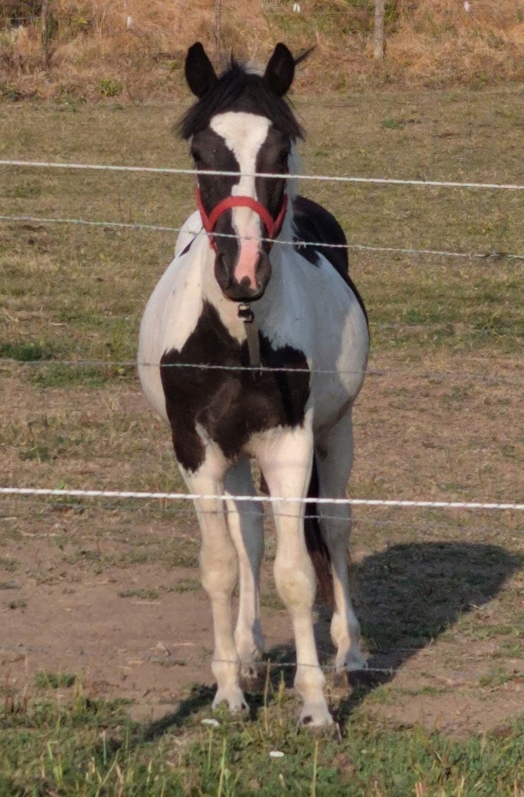 2 jarige Hengst & Ruin C PONY super lief, Dieren en Toebehoren, Met stamboom, Springpony, 0 tot 2 jaar, Hengst