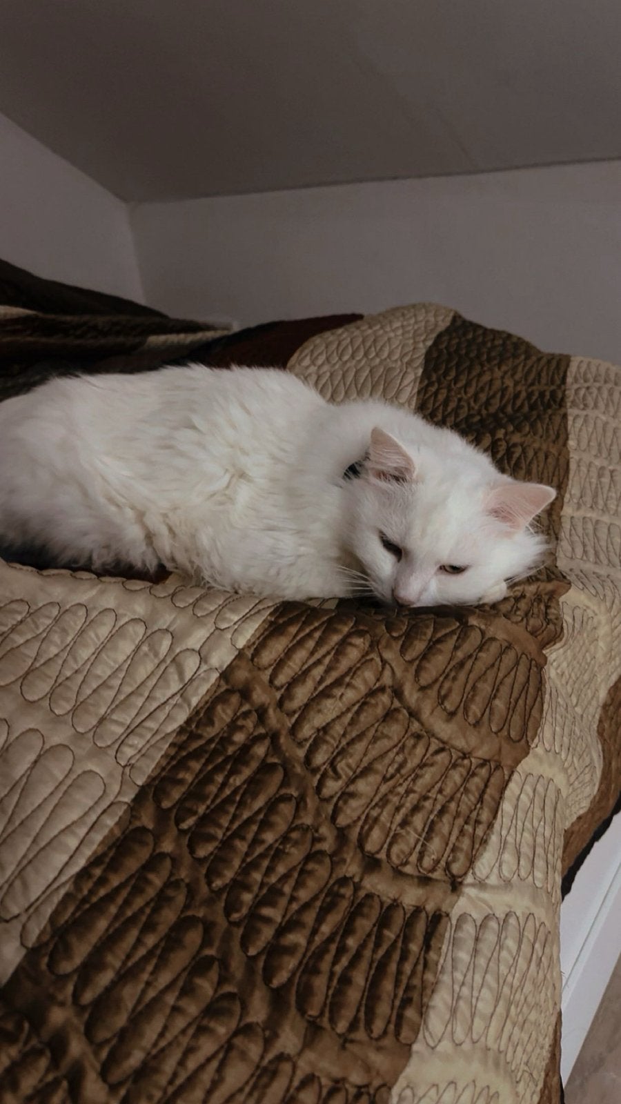 Kat Ragdoll Turkse Angora kruising, Dieren en Toebehoren, Juli, Mannelijk, Overige typen