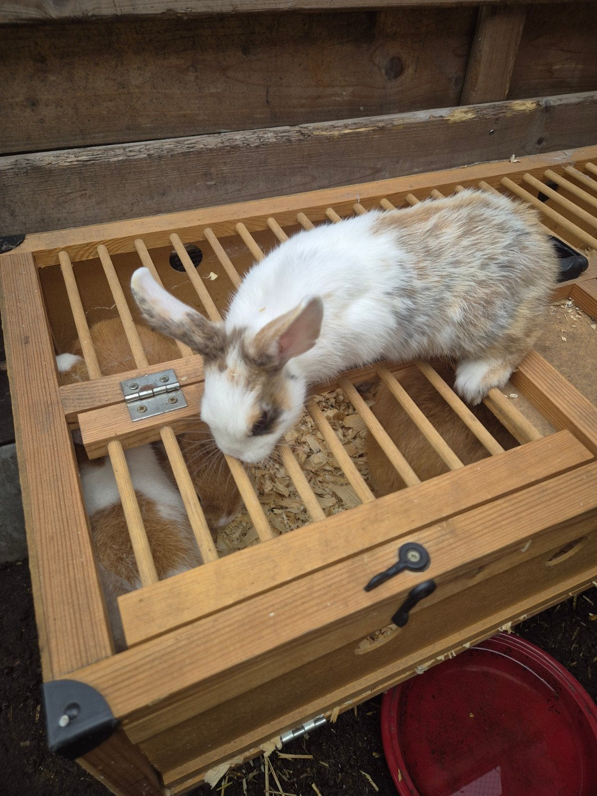 6 jonge konijnen 5 vrouwtjes 1 mannetje, Animaux & Accessoires, Lapins
