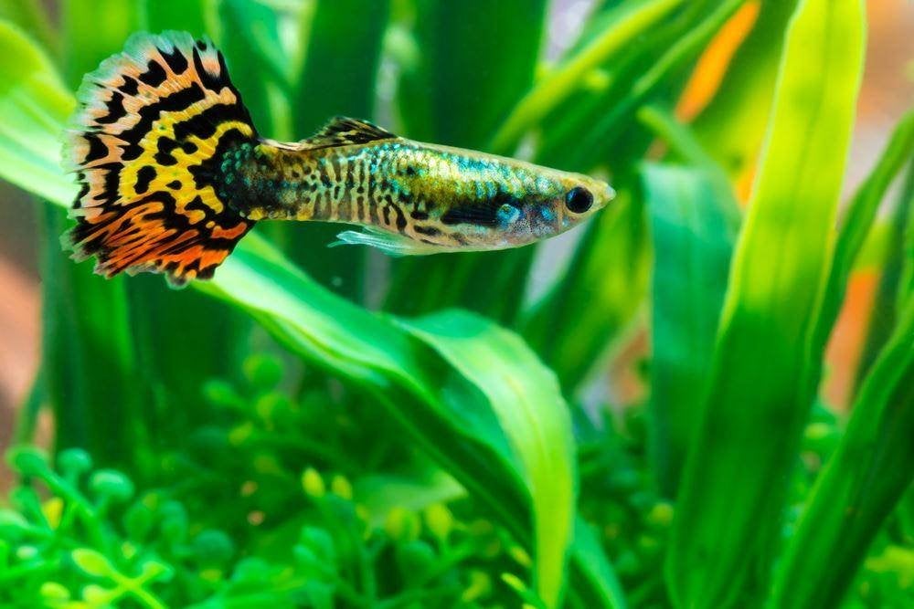 wie heeft er guppen en platy, Dieren en Toebehoren, Vis, Zoetwatervis, Schoolvis