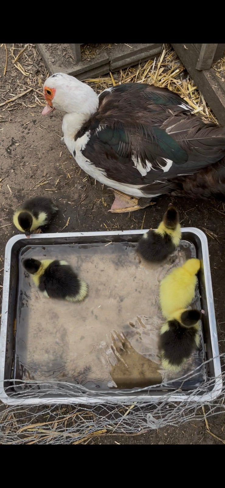 Barberiekuikens (knobbeleend) verkrijgbaar vanaf 2 augustus, Meerdere dieren, Eend