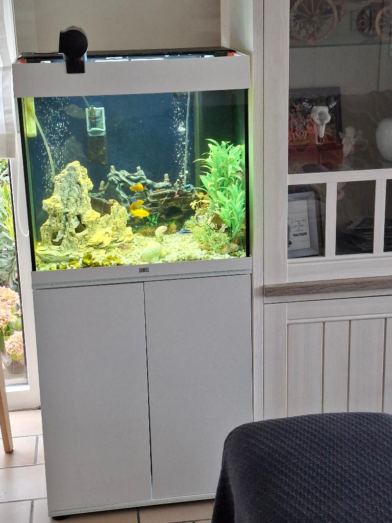 aquarium te koop met een 20-tal cichliden, Dieren en Toebehoren, Ophalen, Zo goed als nieuw, Aquariummeubel