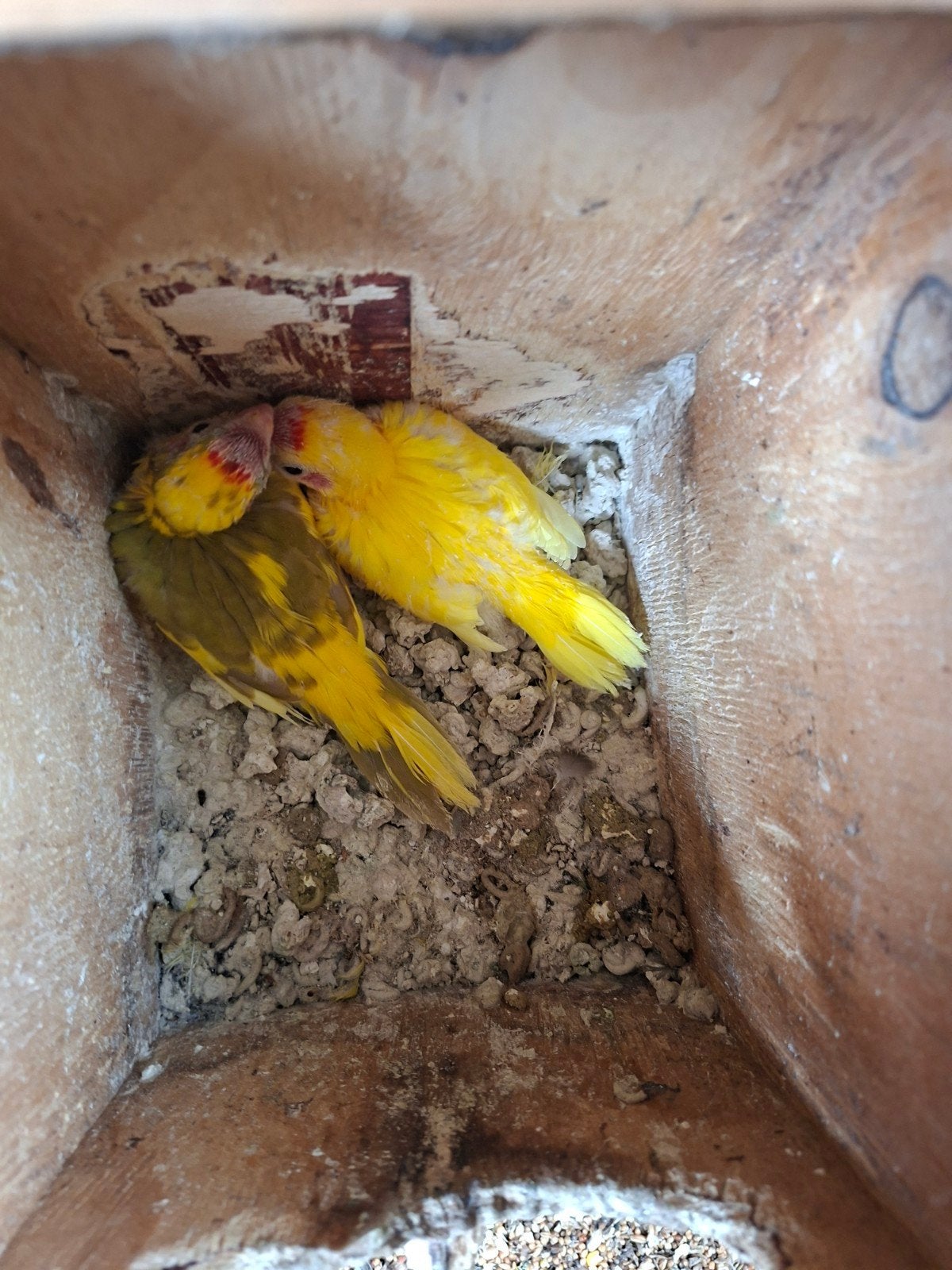 Kakeries in nest om handopfok 24 d oud  20euro stuk