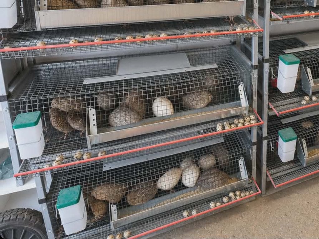 Japanse kwartels, Dieren en Toebehoren, Pluimvee, Overige soorten