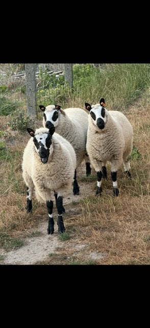 Rasschapen Kerry Hill, Dieren en Toebehoren, Schapen, Geiten en Varkens, Meerdere dieren, Schaap, 0 tot 2 jaar