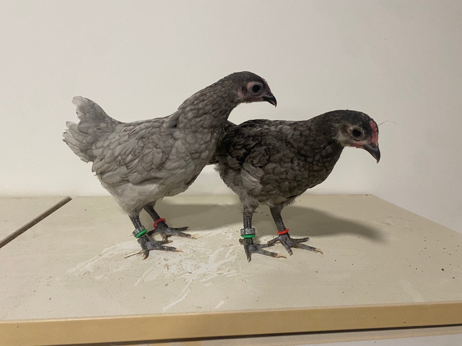 Koppel australorp krielen blauw, Dieren en Toebehoren