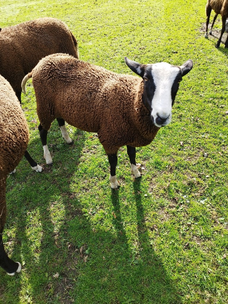 Zwartbles ram, Mâle, Mouton, 0 à 2 ans
