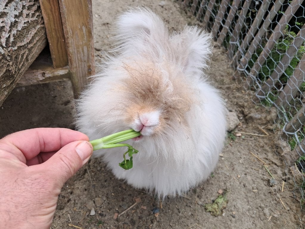 Wij zoeken liefdevolle thuis angora konijnen, Dieren en Toebehoren, Konijnen