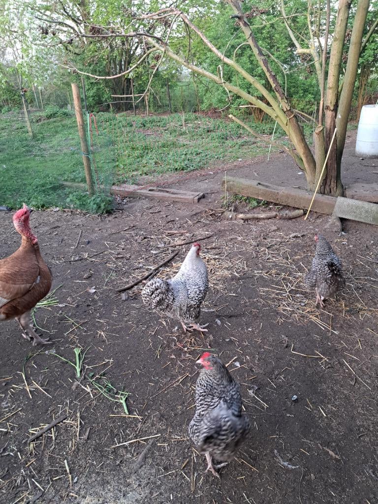 Izegemse koekoek, Dieren en Toebehoren