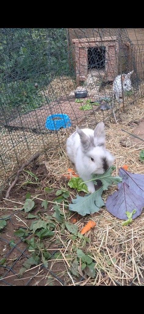 Konijnen: 2 rammelaars 1 voedster gratis, Dieren en Toebehoren, Meerdere dieren, Klein, 0 tot 2 jaar
