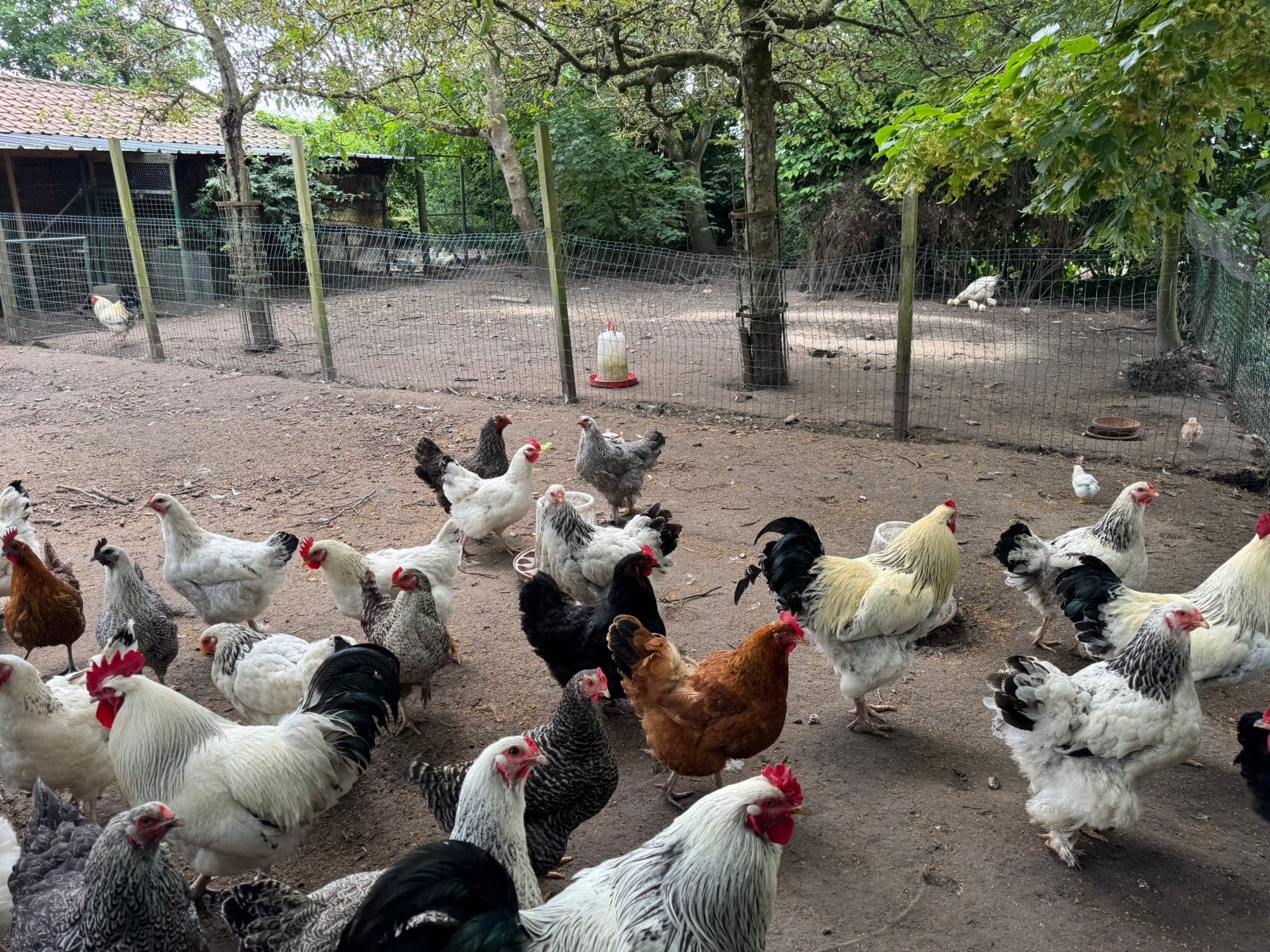 Kippen, Dieren en Toebehoren, Pluimvee