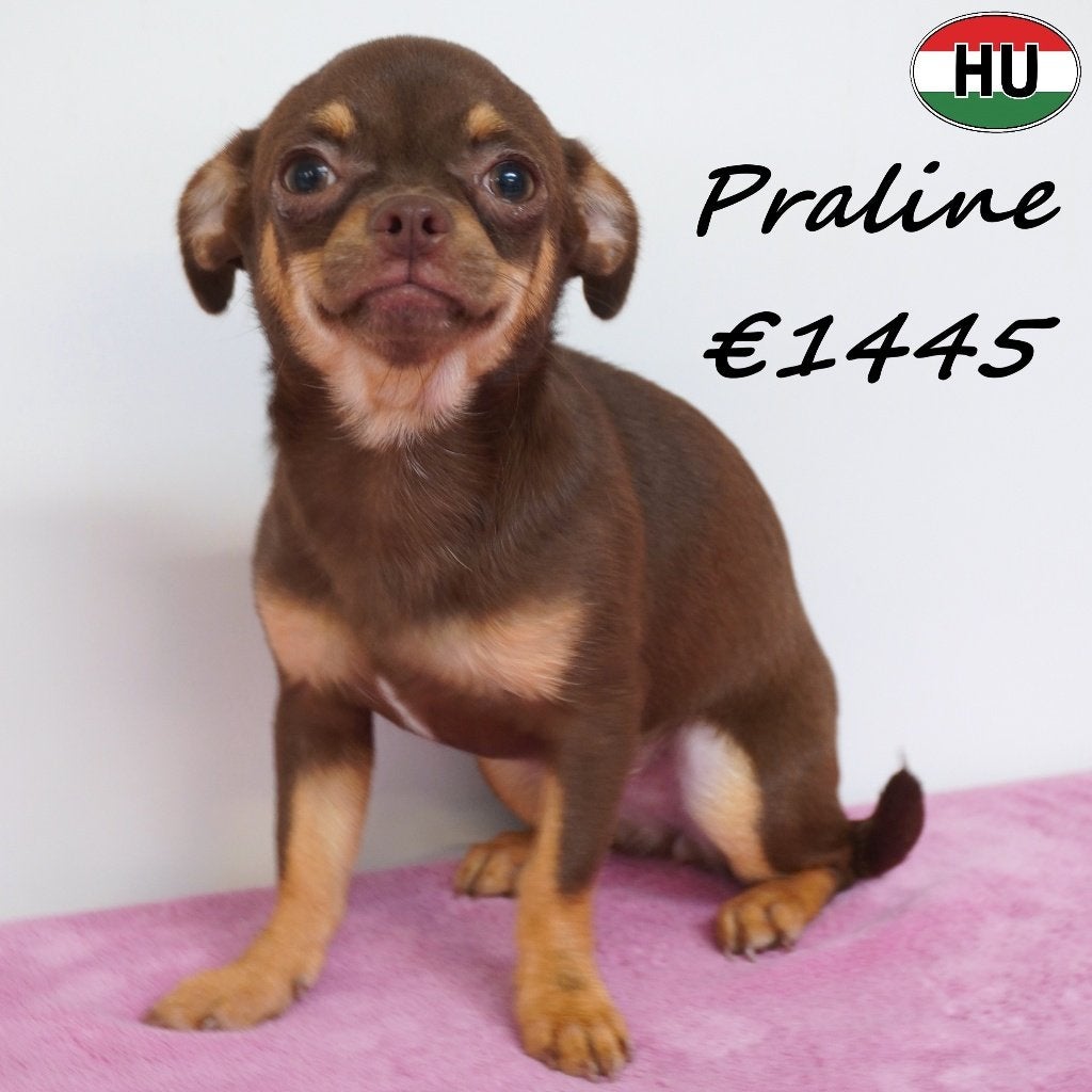 Chihuahua - Praline & Perla recherchent un doux foyer, Animaux & Accessoires, Chiens | Chihuahuas & Chiens de compagnie, 15 semaines à 1 an