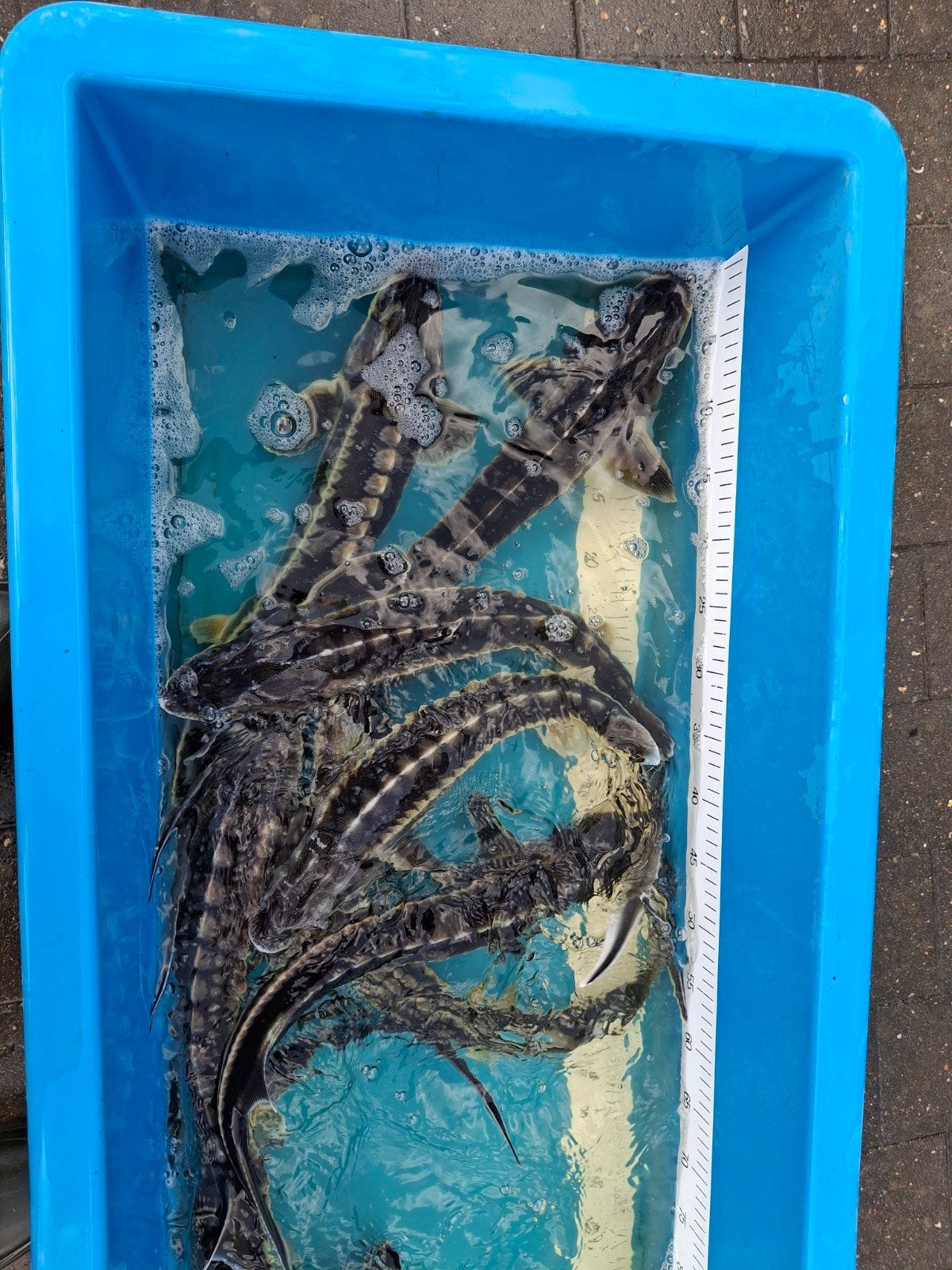 Laatste actieprijzen op diamantsteuren, Dieren en Toebehoren, Vis