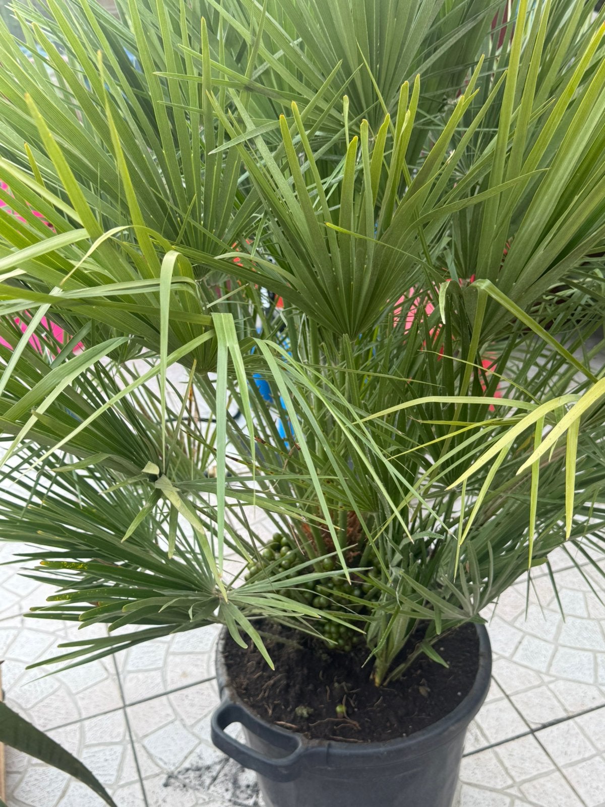 Palmboom, Tuin en Terras, Vaste plant, Halfschaduw, Zomer, Ophalen