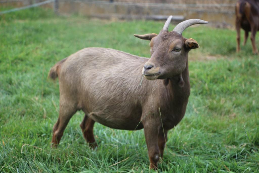 Mini dwerggeit mieke met 2 lammetjes, Dieren en Toebehoren, Schapen, Geiten en Varkens, Vrouwelijk, Geit, 0 tot 2 jaar