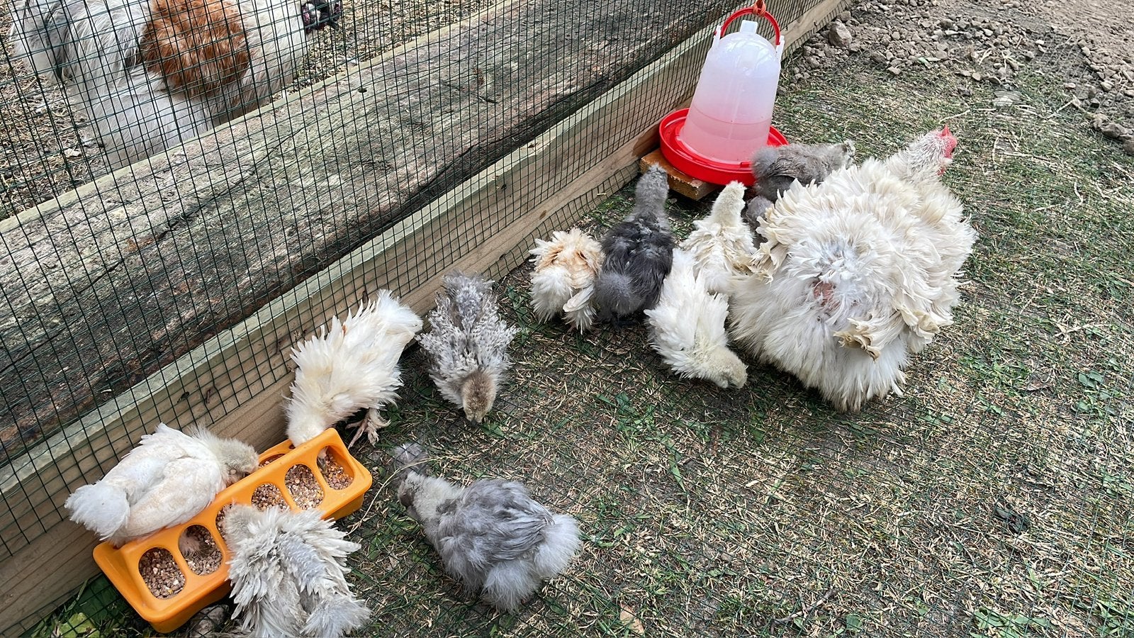Cochin kriel krulveer, Dieren en Toebehoren