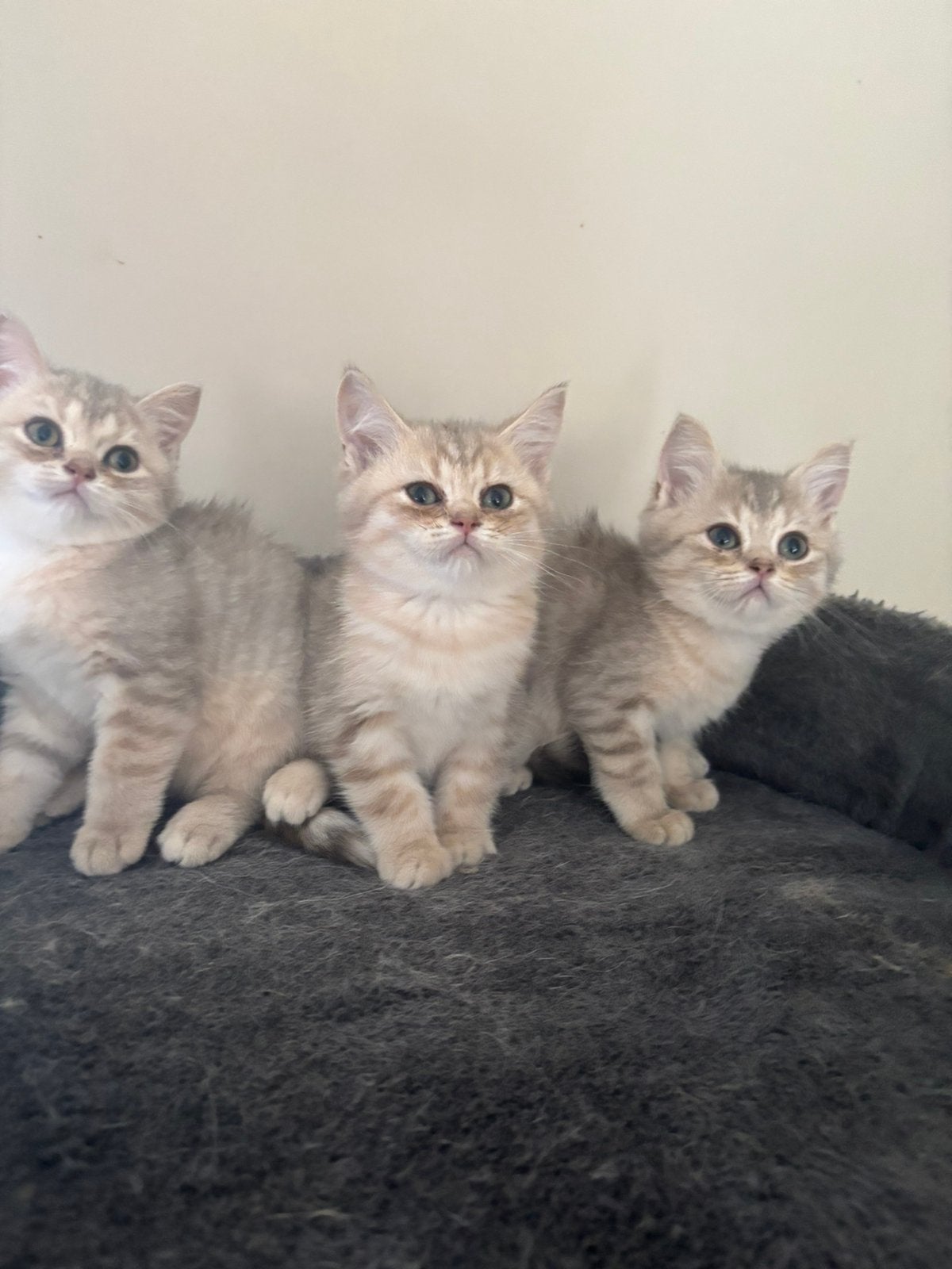 Brits korthaar kittens, Kater, Met stamboom, 0 tot 2 jaar