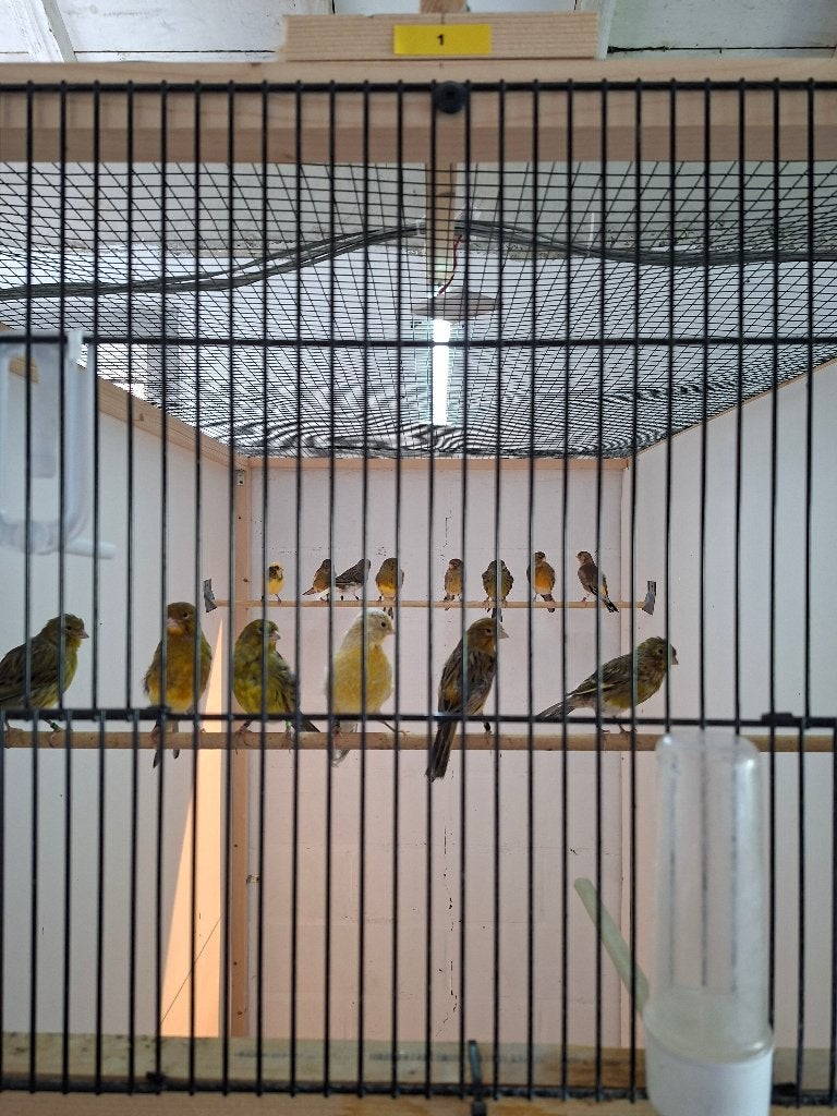 Kanaries, Dieren en Toebehoren, Kleurkanarie