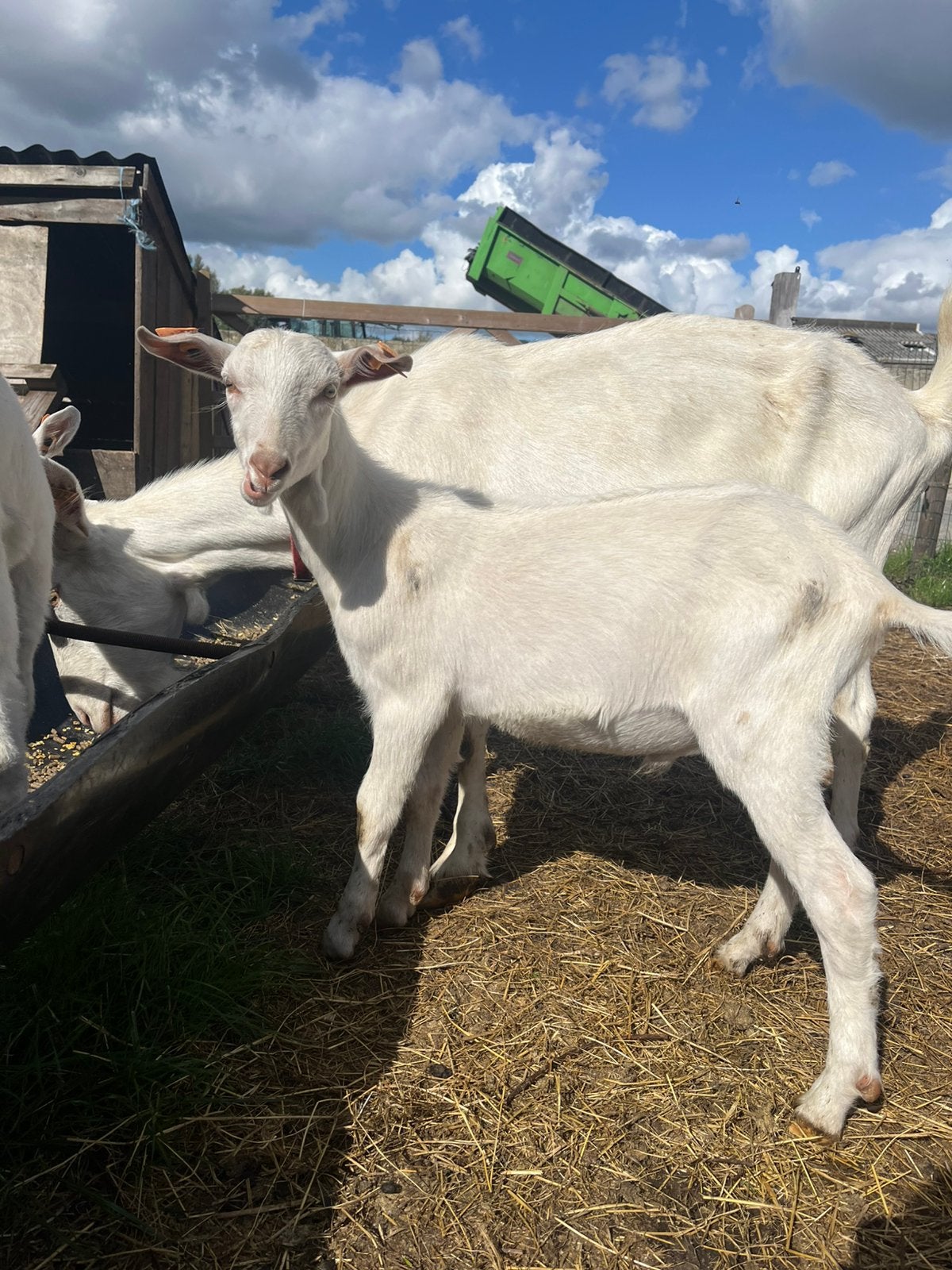 2 melkgeitjes te koop