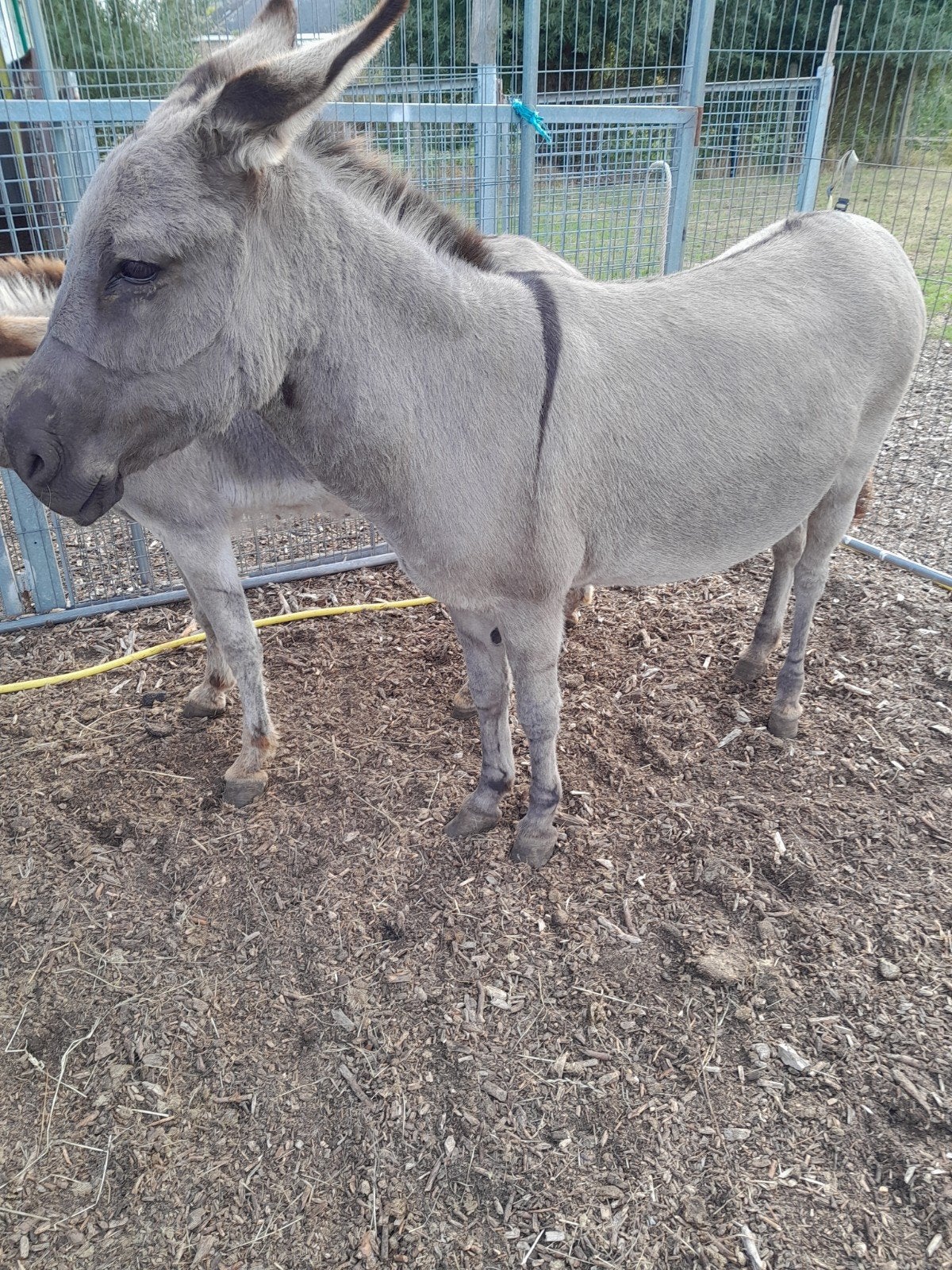 Ezel merrie .., Dieren en Toebehoren, Pony's, Merrie, Gechipt, 7 tot 10 jaar