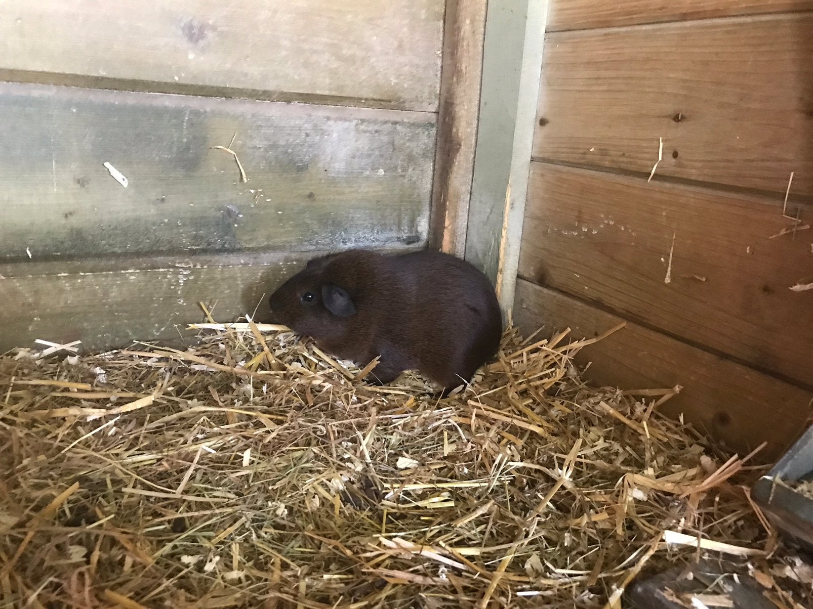 Goudagouti gladhaar, Août, Plusieurs animaux, Cobaye
